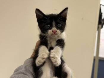 MUMU -  Domestic Short Hair Cat for Adoption in Doral, Florida - MUMU | PetCurious