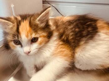Domestic Medium Hair Cats Available for Adoption in St. George, Utah - Pixie | PetCurious