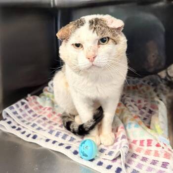 Jumba Jookiba -  Domestic Short Hair Cat for Adoption in Palm Springs, California - Jumba Jookiba | PetCurious