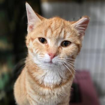 Domestic Short Hair Cats Available for Adoption - BCAS Honda | PetCurious
