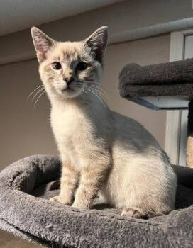 Luca -  Siamese Cat for Adoption in St. Peters, Missouri - Luca | PetCurious