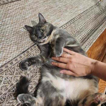 Pepper -  Domestic Short Hair Cat for Adoption in Kennett Square, Pennsylvania - Pepper | PetCurious
