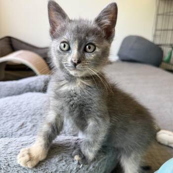 Rosa (C000-210) - City of Industry Location -  Domestic Medium Hair Cat for Adoption in Chino Hills, California - Rosa (C000-210) - City Of Industry Location | PetCurious