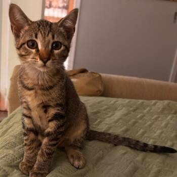 Nova -  Domestic Short Hair Cat for Adoption in Columbus, Georgia - Nova | PetCurious