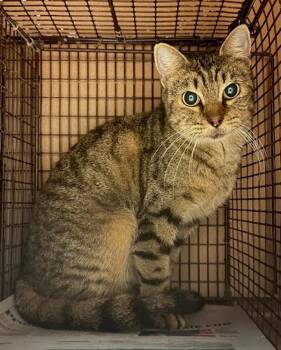 Hachi -  Domestic Short Hair Cat for Adoption in Austin, Texas - Hachi | PetCurious