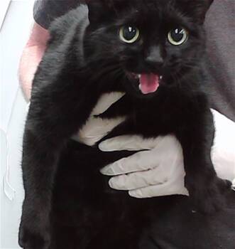 Rescue Domestic Short Hair Cats for Adoption in Omaha, Nebraska - SADIE | PetCurious