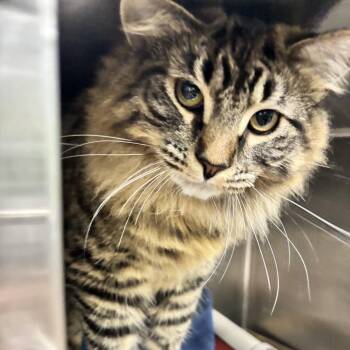 Domestic Long Hair Cats Available for Adoption in Belleville, Illinois - Cha Cha | PetCurious