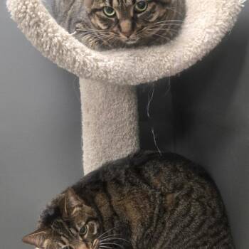 Domestic Short Hair and Extra Toes Cat Hemingway Polydactyl Cats Available for Adoption in Buffalo, New York - Pecan | PetCurious