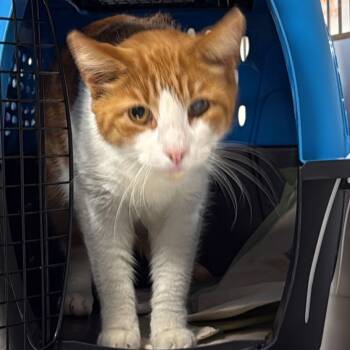 Rescue Domestic Short Hair Cats for Adoption in New York, New York - Redbeard | PetCurious