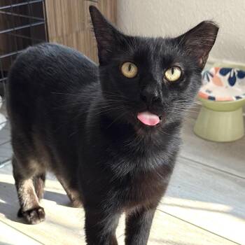 Harrison -  Bombay and American Shorthair Cat for Adoption in Houston, Texas - Harrison | PetCurious