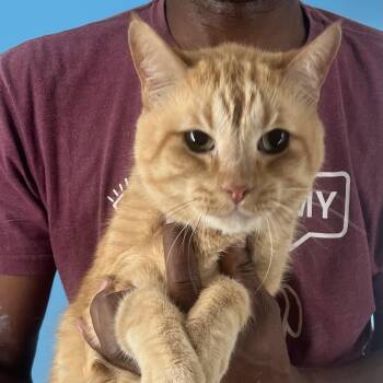 Rescue Domestic Short Hair Cats for Adoption in Brookshire, Texas - Jelly Roll - Local Dec 19-21 | PetCurious