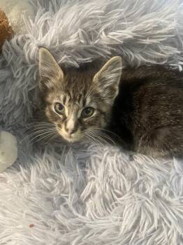Blaze -  Domestic Short Hair Cat for Adoption in Kannapolis, North Carolina - Blaze | PetCurious