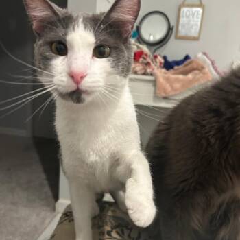 Domestic Short Hair Cats Available for Adoption in Saint Paul, Minnesota - Reeves | PetCurious