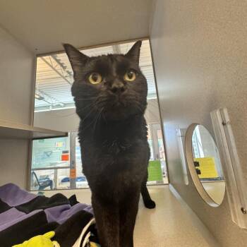 Irish -  Domestic Short Hair Cat for Adoption in Cedar Rapids, Iowa - Irish | PetCurious
