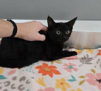 Rescue Domestic Short Hair Cats for Adoption in Dickson, Tennessee - Mina | PetCurious