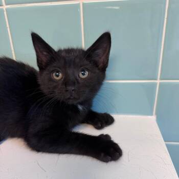 Lou Lou -  Domestic Short Hair Cat for Adoption in Cedar Rapids, Iowa - Lou Lou | PetCurious