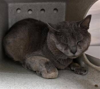 ARCHIBALD -  Domestic Short Hair Cat for Adoption in San Antonio, Texas - ARCHIBALD | PetCurious