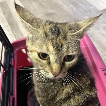 Domestic Short Hair Cats Available for Adoption in Hemet, California - Felicity | PetCurious