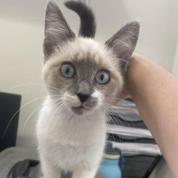 Siamese Cats Available for Adoption in Birmingham, Alabama - Delores | PetCurious