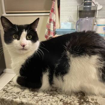 Rescue Domestic Short Hair Cats for Adoption - Sheila | PetCurious