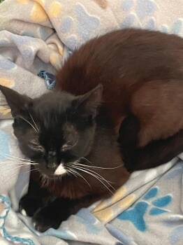 Domestic Short Hair Cats Available for Adoption in Ogden, Utah - Freckle | PetCurious