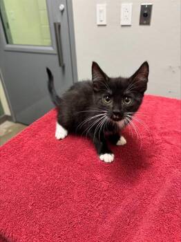 JEEP DUCK -  Domestic Short Hair Cat for Adoption in Leesburg, Virginia - JEEP DUCK | PetCurious