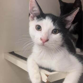 Rescue Domestic Short Hair Cats for Adoption in Inwood, West Virginia - Dega | PetCurious