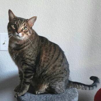 Domestic Short Hair Cats Available for Adoption in Reno, Nevada - Boba | PetCurious