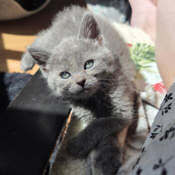 Sage Avery -  Domestic Short Hair Cat for Adoption in Morrison, Colorado - Sage Avery | PetCurious