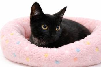 Domestic Short Hair Cats Available for Adoption - EVIE | PetCurious