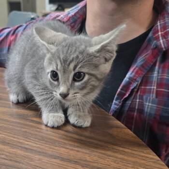 Cherry -  Domestic Short Hair Cat Available for Adoption in Clanton, Alabama - Cherry | PetCurious