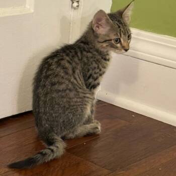 Diamond -  Domestic Short Hair Cat for Adoption in Dekalb, Illinois - Diamond | PetCurious