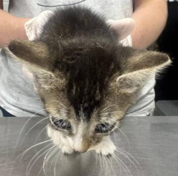 Rainy -  Domestic Short Hair Cat for Adoption in West Chester, Pennsylvania - Rainy | PetCurious