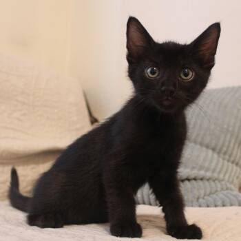 Doralee -  Domestic Short Hair Cat for Adoption in Goleta, California - Doralee | PetCurious
