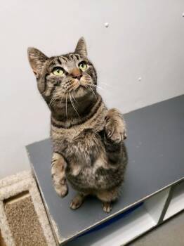 Domestic Short Hair Cats Available for Adoption in Salt Lake City, Utah - *Catsy Cline* | PetCurious