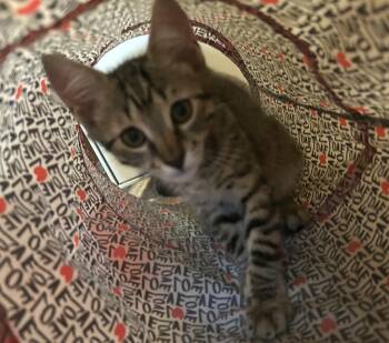 Wafer -  Tabby Cat for Adoption in Lambertville, New Jersey - Wafer | PetCurious