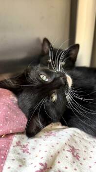 Domestic Short Hair Cats Available for Adoption in Pomona, New York - Banana Split | PetCurious