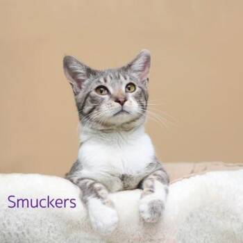 Domestic Short Hair Cats Available for Adoption in Parma, Ohio - Smuckers | PetCurious