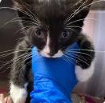 Domestic Short Hair Cats Available for Adoption in Kansas City, Missouri - Tem | PetCurious