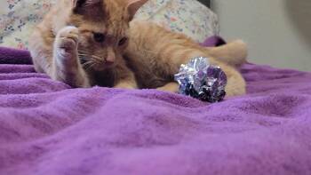 Rescue Domestic Short Hair Cats for Adoption in Arlington, Washington - Snickers | PetCurious