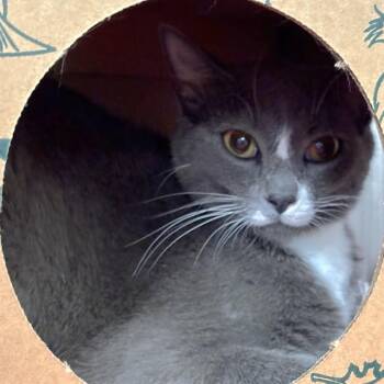 Domestic Short Hair Cats Available for Adoption in St. Louis, Missouri - SUNNY | PetCurious