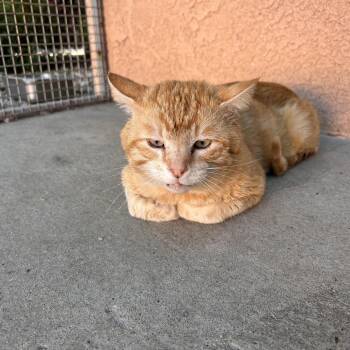 Domestic Short Hair Cats Available for Adoption in Fresno, California - Nacho | PetCurious