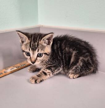 Rescue Domestic Short Hair Cats for Adoption in Athens, Tennessee - Tabasco | PetCurious