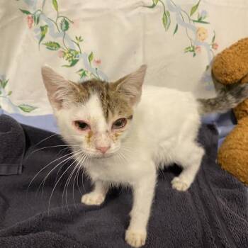 A611118 -  Domestic Short Hair Cat for Adoption in Modesto, California - A611118 | PetCurious
