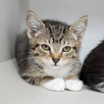 Oyster -  Domestic Short Hair Cat for Adoption in Atlanta, Georgia - Oyster | PetCurious