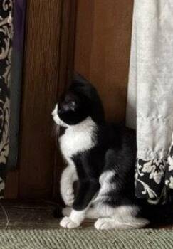 Rolf -  Domestic Short Hair Cat for Adoption in Wheaton, Illinois - Rolf | PetCurious