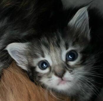 Puffy -  Domestic Short Hair Cat for Adoption in Fort Worth, Texas - Puffy | PetCurious