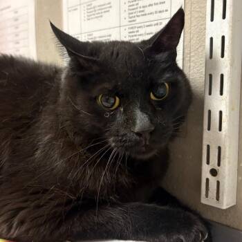 Dj -  Domestic Medium Hair Cat for Adoption in Yuma, Arizona - Dj | PetCurious