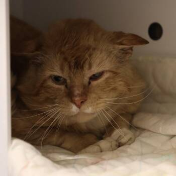 Raydio -  Domestic Short Hair Cat for Adoption in Briarcliff Manor, New York - Raydio | PetCurious