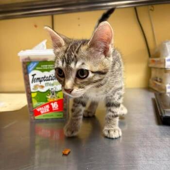 Karra -  Domestic Short Hair Cat for Adoption in Shinnston, West Virginia - Karra | PetCurious